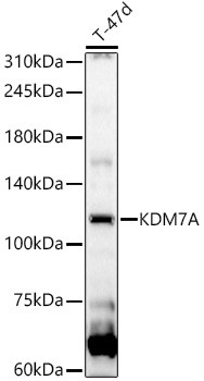 JHDM1D Antibody in Western Blot (WB)