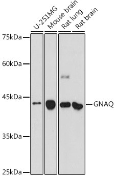 GNAQ Antibody in Western Blot (WB)