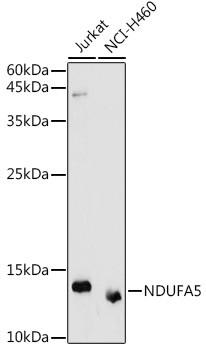 NDUFA5 Antibody in Western Blot (WB)