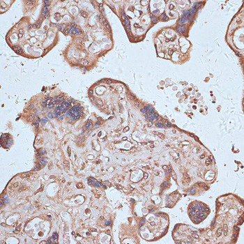 NFE2L1 Antibody in Immunohistochemistry (Paraffin) (IHC (P))