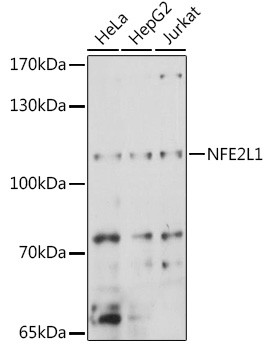 NFE2L1 Antibody in Western Blot (WB)