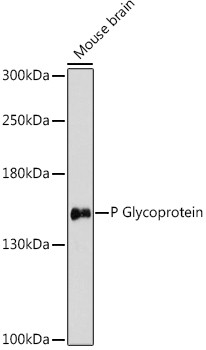 P-Glycoprotein Antibody in Western Blot (WB)