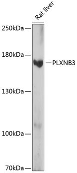 PLXNB3 Antibody in Western Blot (WB)