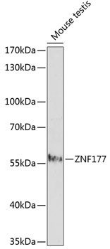 ZNF177 Antibody in Western Blot (WB)