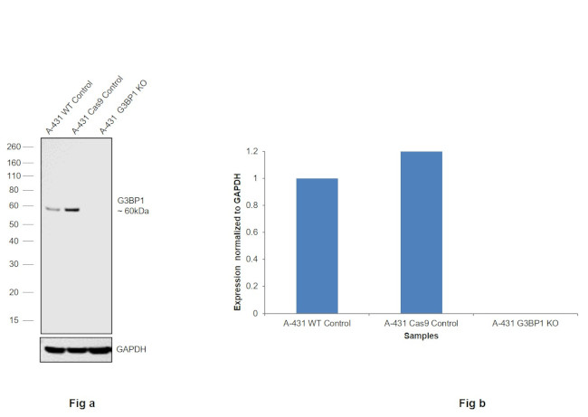 G3BP1 Antibody