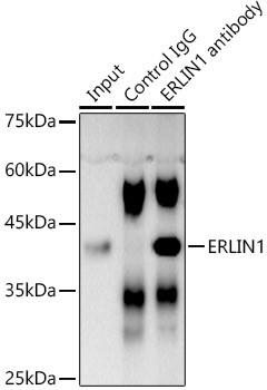 ERLIN1 Antibody in Immunoprecipitation (IP)