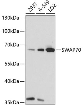 SWAP70 Antibody in Western Blot (WB)