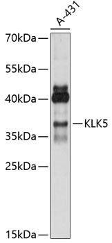 Kallikrein 5 Antibody in Western Blot (WB)