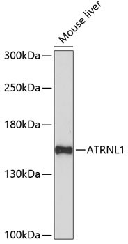 ATRNL1 Antibody in Western Blot (WB)