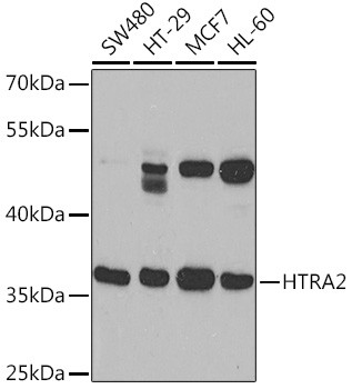 HTRA2 Antibody in Western Blot (WB)