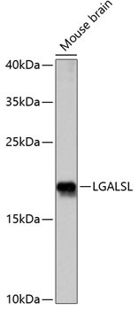 LGALSL Antibody in Western Blot (WB)