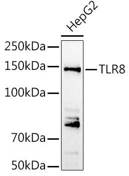 TLR8 Antibody in Western Blot (WB)