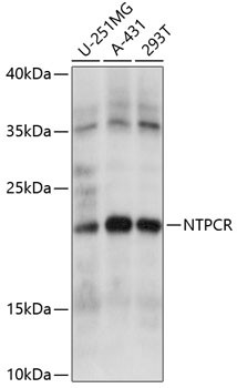 C1orf57 Antibody in Western Blot (WB)