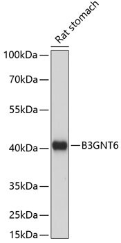 B3GNT6 Antibody in Western Blot (WB)