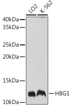 Hemoglobin gamma A Antibody in Western Blot (WB)