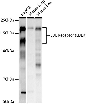 LDLR Antibody in Western Blot (WB)