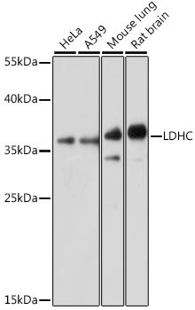 LDHC Antibody in Western Blot (WB)