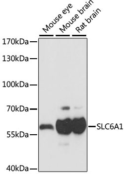 GAT-1 Antibody in Western Blot (WB)