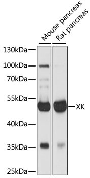 XK Antibody in Western Blot (WB)