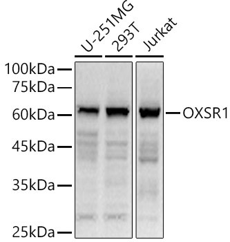 OXSR1 Antibody in Western Blot (WB)