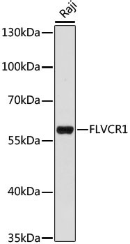 FLVCR1 Antibody in Western Blot (WB)