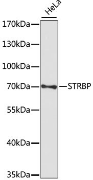 STRBP Antibody in Western Blot (WB)