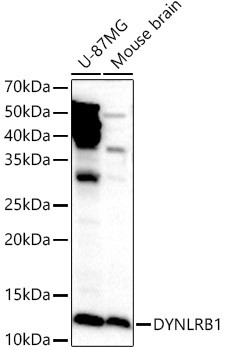 DYNLRB1 Antibody in Western Blot (WB)