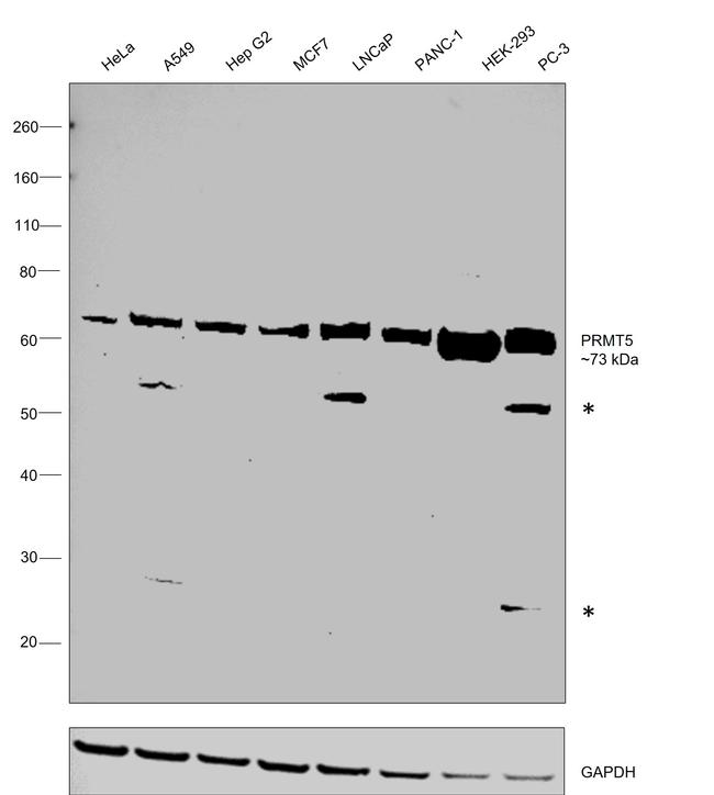 PRMT5 Antibody in Western Blot (WB)