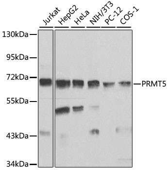 PRMT5 Antibody in Western Blot (WB)