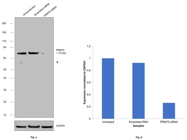 PRMT5 Antibody in Western Blot (WB)