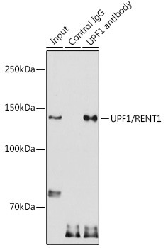 UPF1 Antibody in Immunoprecipitation (IP)