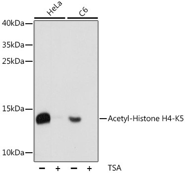 H4K5ac Antibody in Western Blot (WB)