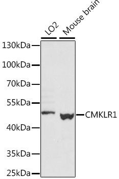 CMKLR1 Antibody in Western Blot (WB)