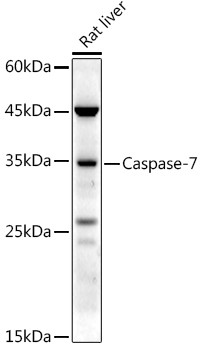 Caspase 7 p11 Antibody in Western Blot (WB)