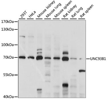 UNC93B1 Antibody in Western Blot (WB)