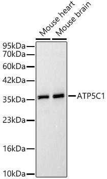 ATP Synthase gamma Antibody in Western Blot (WB)