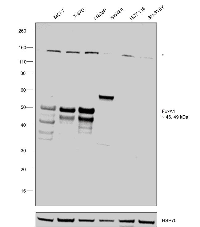 FOXA1 Antibody in Western Blot (WB)