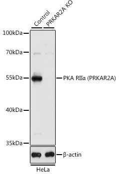 PRKAR2A Antibody in Western Blot (WB)