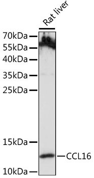 CCL16 Antibody in Western Blot (WB)