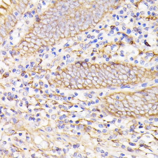 PSMG1 Antibody in Immunohistochemistry (Paraffin) (IHC (P))