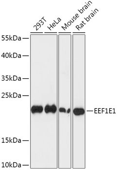 EEF1E1 Antibody in Western Blot (WB)