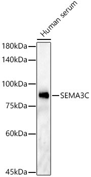 SEMA3C Antibody in Western Blot (WB)