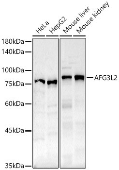 AFG3L2 Antibody in Western Blot (WB)