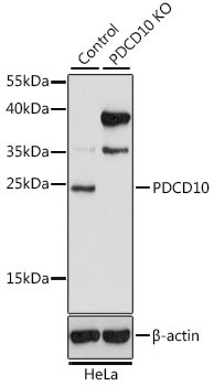 PDCD10 Antibody in Western Blot (WB)