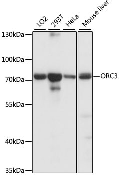 ORC3 Antibody in Western Blot (WB)