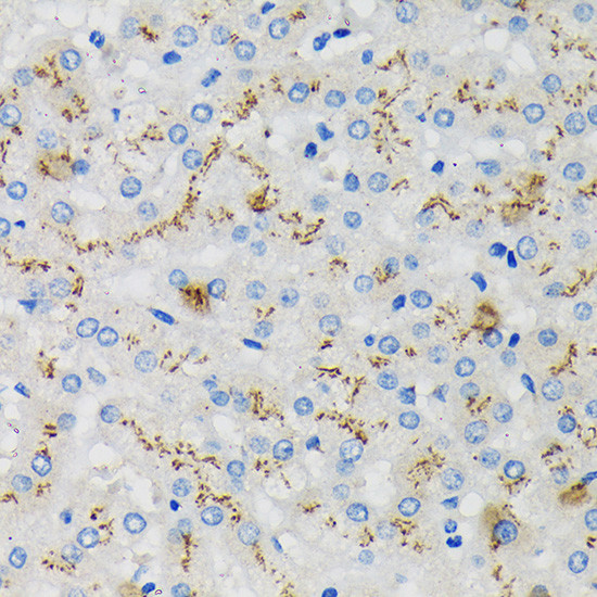 SDF4 Antibody in Immunohistochemistry (Paraffin) (IHC (P))