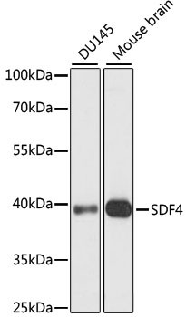 SDF4 Antibody in Western Blot (WB)