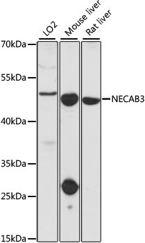 NECAB3 Antibody in Western Blot (WB)