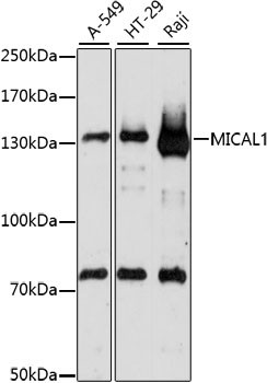 MICAL1 Antibody in Western Blot (WB)