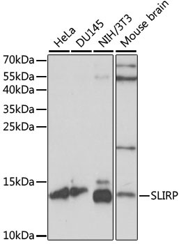 SLIRP Antibody in Western Blot (WB)